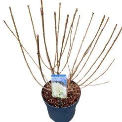 Hydrangea paniculata 'Limelight'