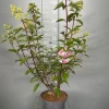 Hydrangea paniculata 'Vanille Fraise'