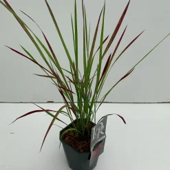 Imperata cylindrica Red Baron ( Japans bloedgras )