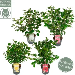 Japanse camelia p19 h50