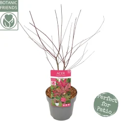 Japanse esdoorn "beni-maiko"p19 h50