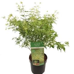 Japanse esdoorn butterfly p19 h50