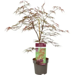 Japanse esdoorn garnet p19 h50