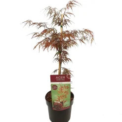 Japanse esdoorn garnet p19 h50