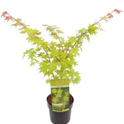 Japanse esdoorn summer gold p19 h55