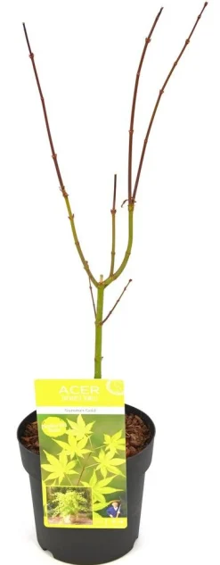 Japanse esdoorn summer gold p19 h55