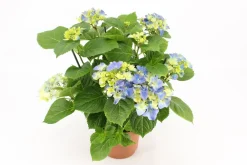 Kamerhortensia