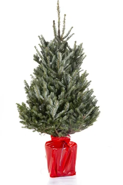 Kerstboom Abies Fraseri in pot