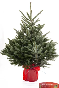 Kerstboom Abies Nordman in pot 100-125 cm