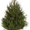 Kerstboom Picea abies in pot (Fijnspar)