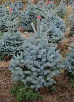 Kerstboom Picea pungens (Blauwspar)