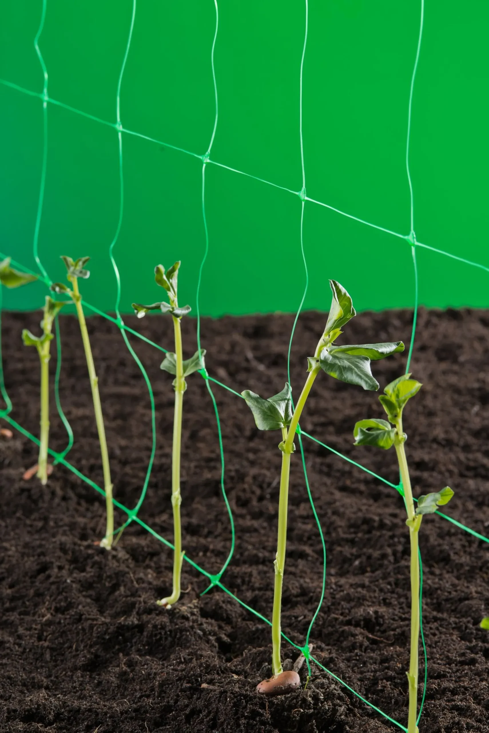 Klim-groei-geleidenet 2x5m groen