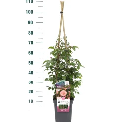 Klimroos Rosa 'Prince Jardinier'