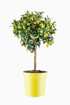 Kumquatboom p26