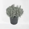 Lavendel struik in pot