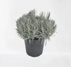 Lavendel struik in pot