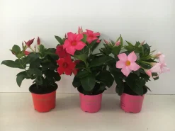 Mandevilla p10,5 lang bloeiend
