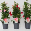 Mandevilla pyramide p17 lang bloeiend