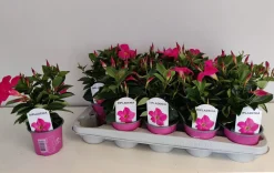 Mandevilla roze p10,5 lang bloeiend
