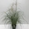 Miscanthus sinensis Flamingo ( Prachtriet )