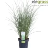 Miscanthus sinensis Gracillimus ( Prachtriet )