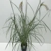 Miscanthus sinensis Malepartus ( Prachtriet )