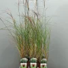 Miscanthus sinensis silbersp