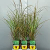 Miscanthus sinensis strictus
