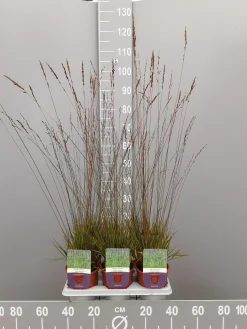 Molinia caerulea edith dudzus