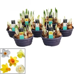 Narcissus mix in schaal