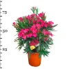 Oleander struik p22 h70