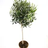 Olijfboom op stam p 23cm h 110cm