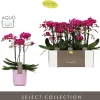 Orchidee Phalaenopsis molise lilac 3 takken
