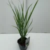 Panicum Northwind ( Vingergras )