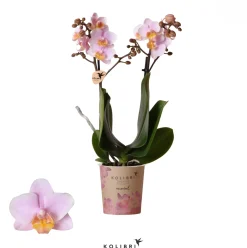 Phalaenopsis 2 tak 'andora' roze