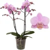 Phalaenopsis beauty 2 bloemstelen