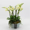 Phalaenopsis wit in blauw keramiek ( Orchidee )