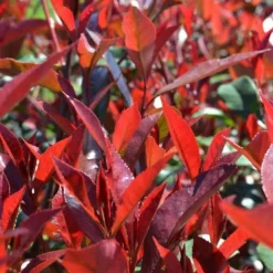 Photinia x fraseri carré rouge half stam