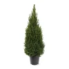 Picea glauca 'Perfecta'