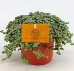 Pilea Glauca