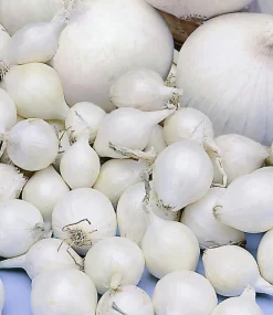 Plantajuin snowball 8/21 250g