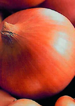 Plantajuin sturon 14/21 250g