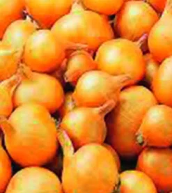 Plantsjalot yellow moon 7/15 500g