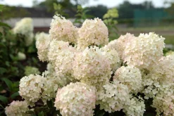 Pluimhortensia 'Bobo'