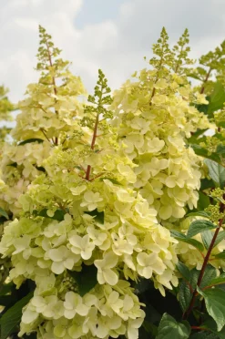Pluimhortensia 'Candlelight'