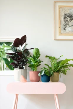 Pot vibes fold 16cm delicate roze