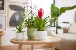 Pot vibes fold 18cm sorbet green