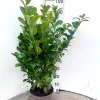 Prunus laurocerasus Ani ( Laurierkers )