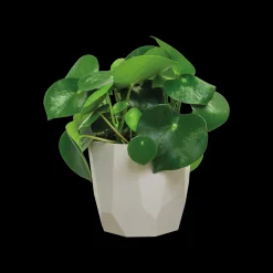 ROCK 16CM WARM GRIJS