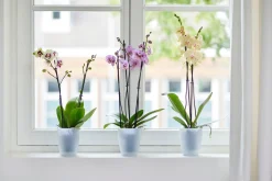 Rond orchidee 12,5cm